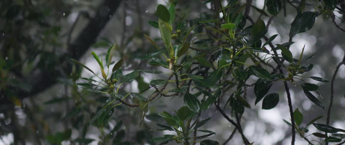 Snow falling over green leaves and branches