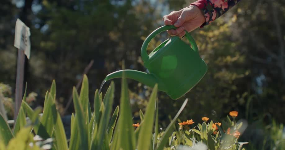 Hand of an elderly woman watering plants in a garden