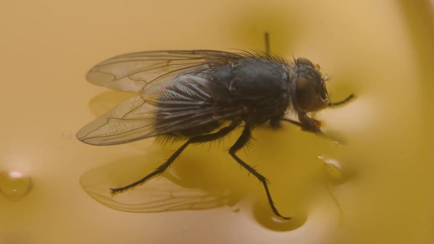A fly seemingly stuck in a yellow gelatin type substance