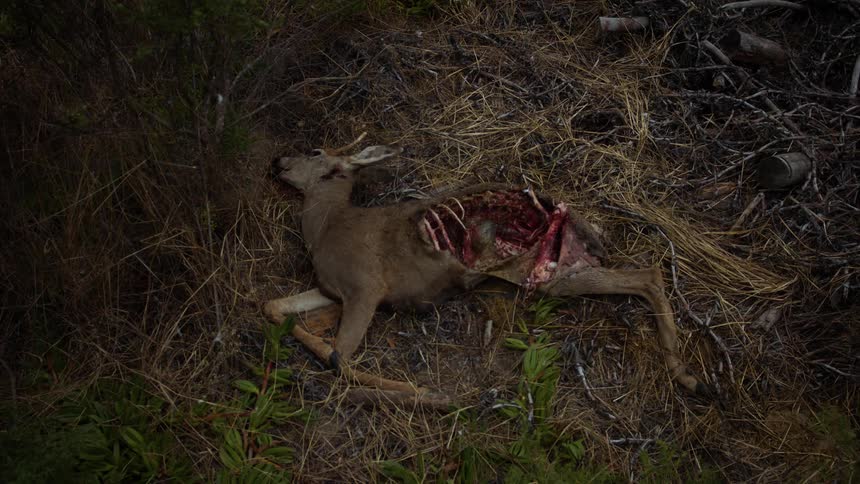 The deer is lying dead in the grass