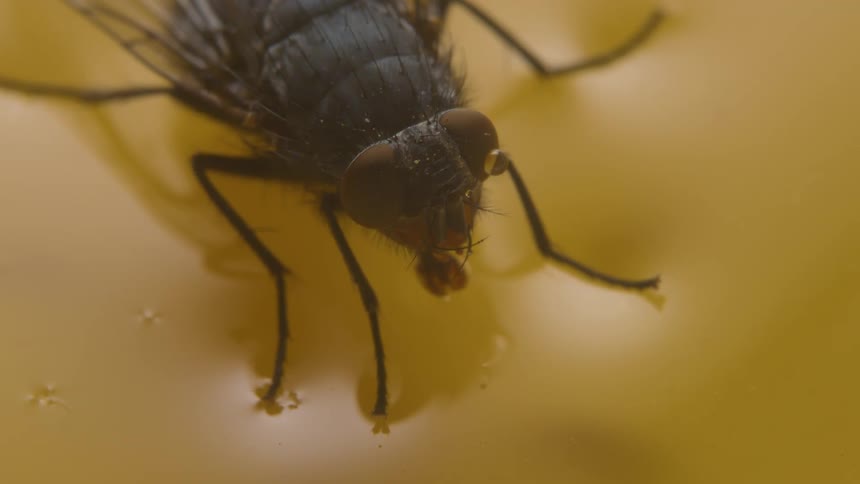 Extreme closeup on a fly stuck in honey