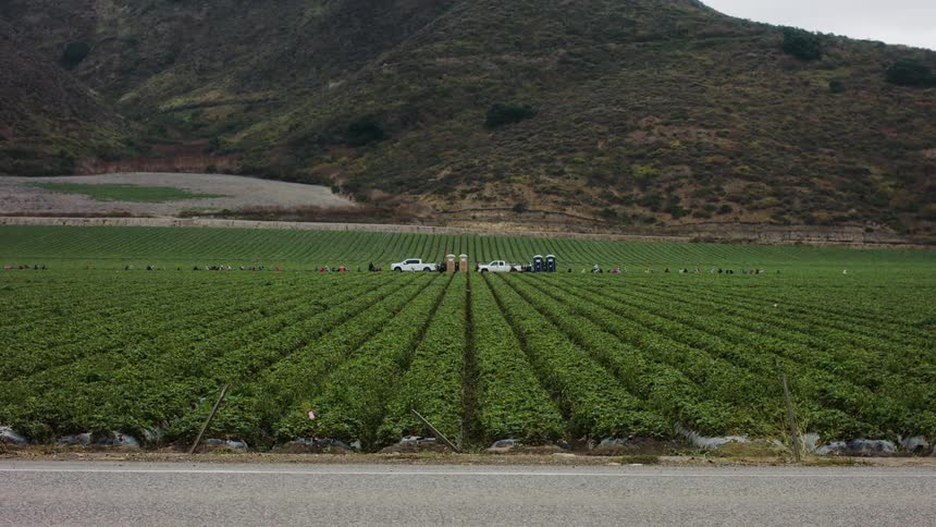 Panorama of agricultural plantation on a cloudy day with mountain in the background