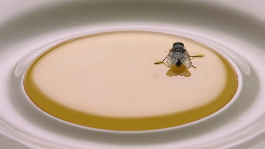 fly in honey on a spinning plate