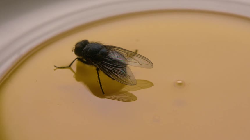 Insect is stuck in honey