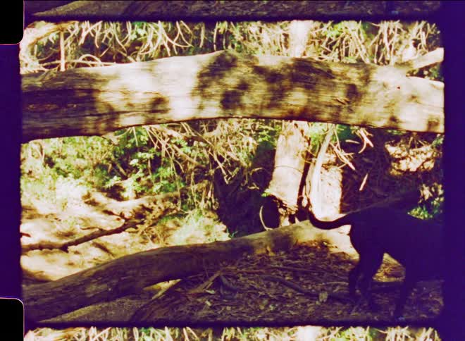 Blackhaired dog walking in a wooden enclosure in a natural environment in daylight