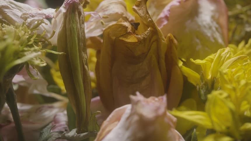 Timelapse of wilting flowers