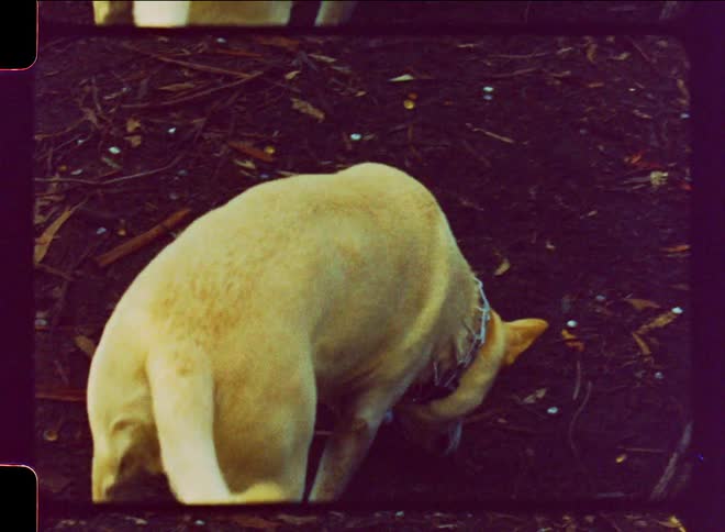 Light colored dog with chain color walks on a trail