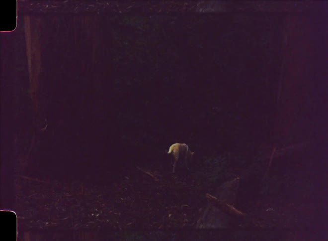 Dog walks into dark forest