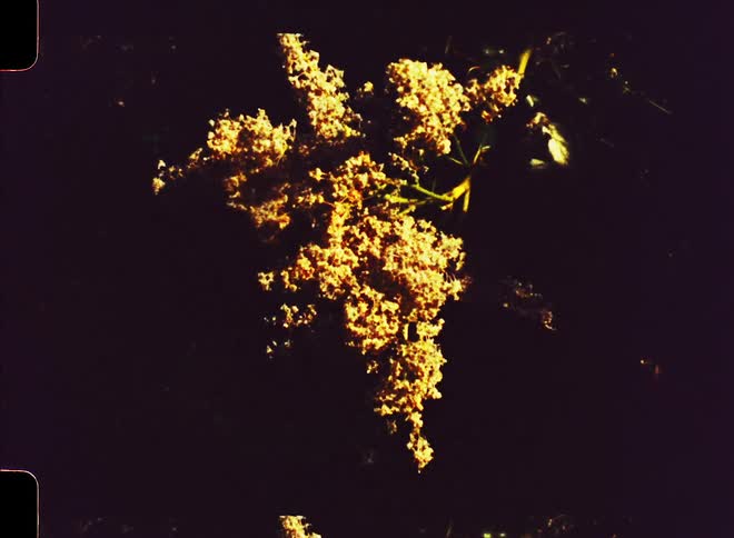 The wind blows the branches