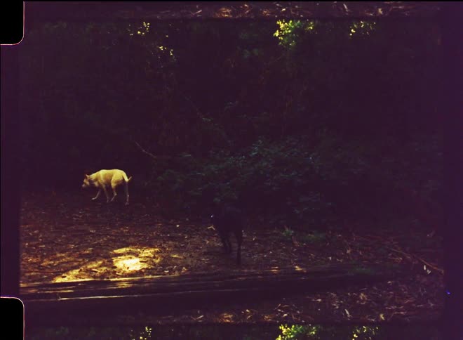 Two dogs run around a clearing in the woods
