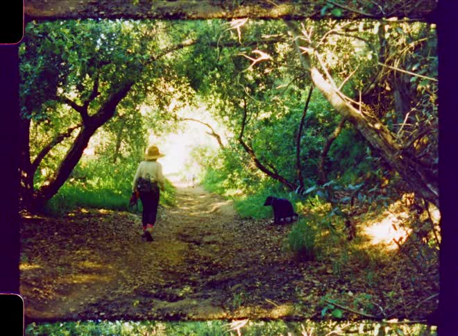 A woman walks on a forest path with her dogs