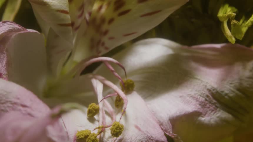 Extreme closeup of a flower blooming in timelapse