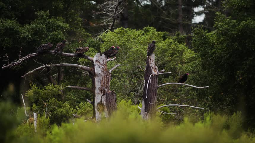 Vultures perched on tree tops take flight