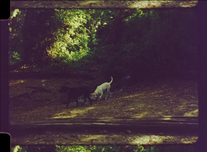 Two dogs walk in the woods together
