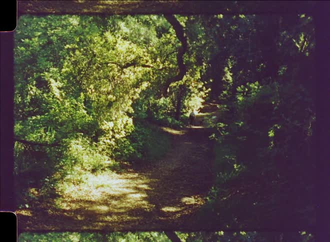 Treelined trail and person walking in the distance