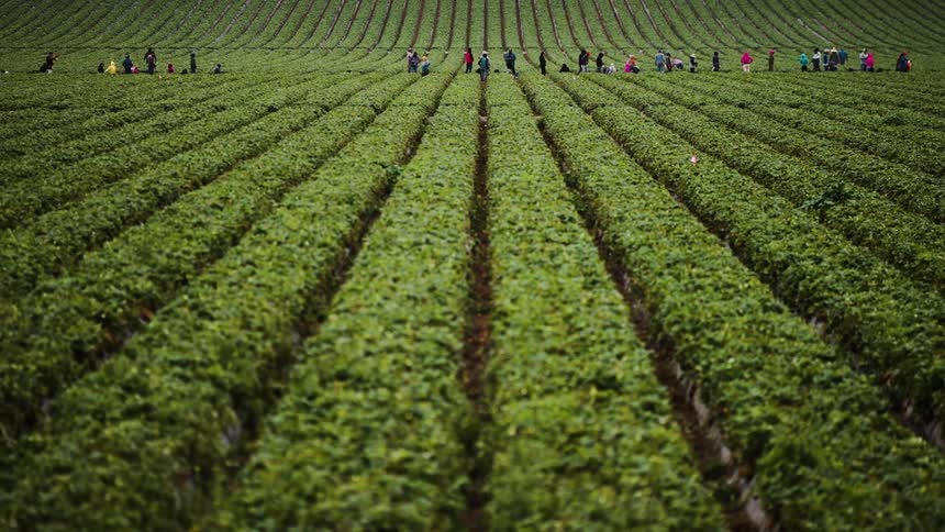 Panorama of agricultural plantation and in the background people walking and harvesting