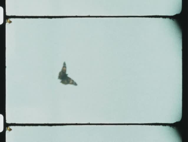 Butterfly flying on a cloudy day