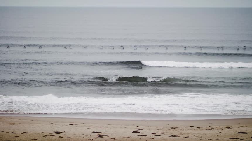 Flock of birds flies in a line close to the ocean near the beach