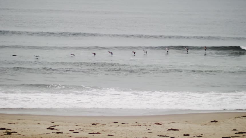 A line of birds flies over the ocean close to a beach