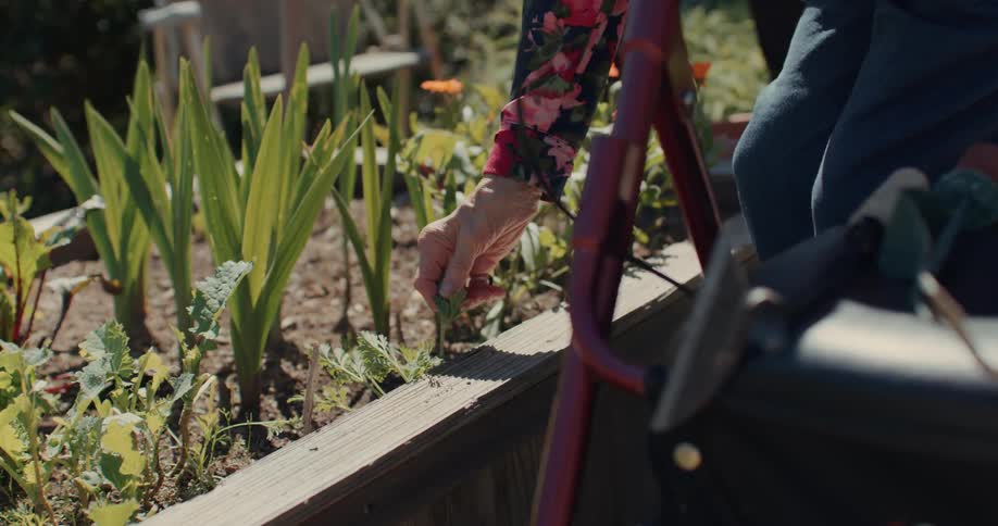 Ladys hand passing her hand over a leaf planted in a vegetable garden
