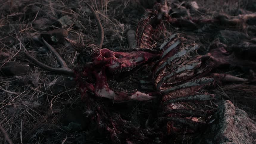 Sunrise Timelapse of a deer carcass