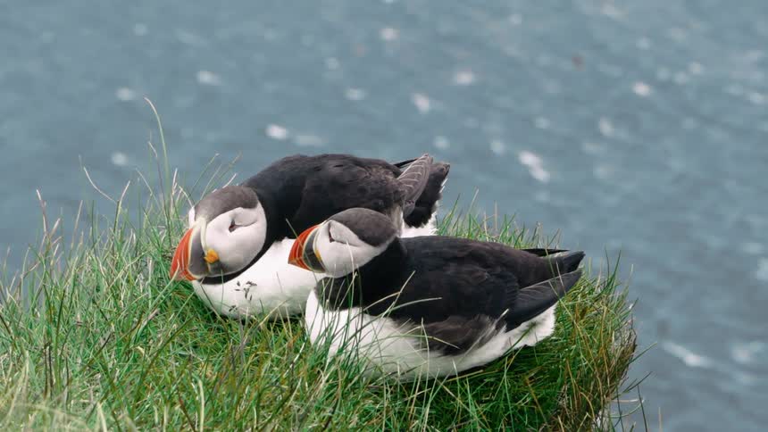 Two atlantic puffins at rest side by side on the edge of a cliff above the ocean