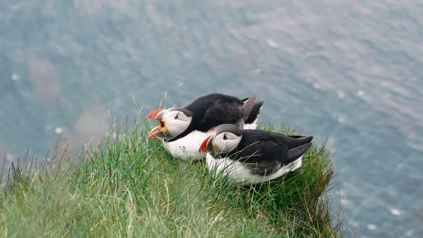 Two puffins on a seaside cliff