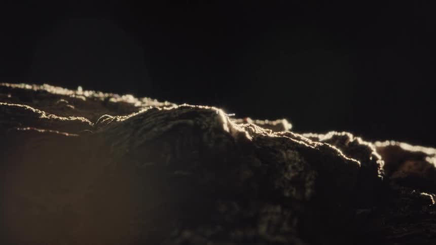 Extreme closeup on an old abstract wooden log orbiting in slow motion