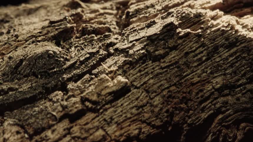 Closeup on an old tree trunk wood
