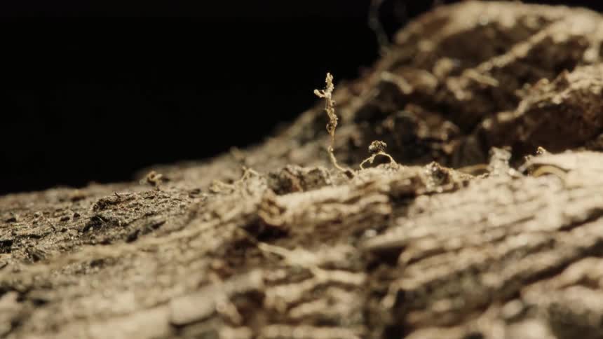 Extreme closeup on a piece of ancient log orbiting on a black background