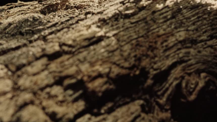 An old dead tree trunk