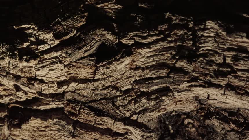 Close up of the textured surface of a piece of dry bark