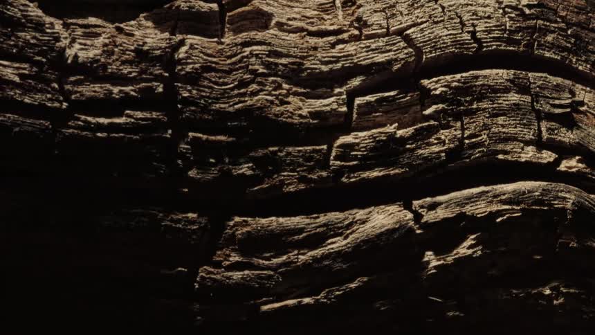 Extreme closeup on an old wooden log orbiting on a black background