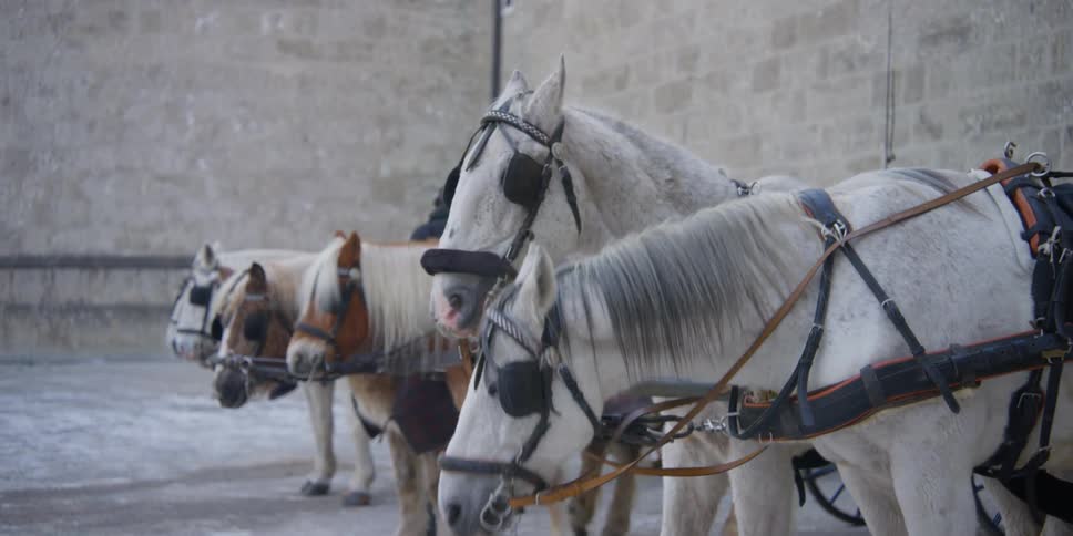Horses pulling carriages on tours through Salzburg, Austria