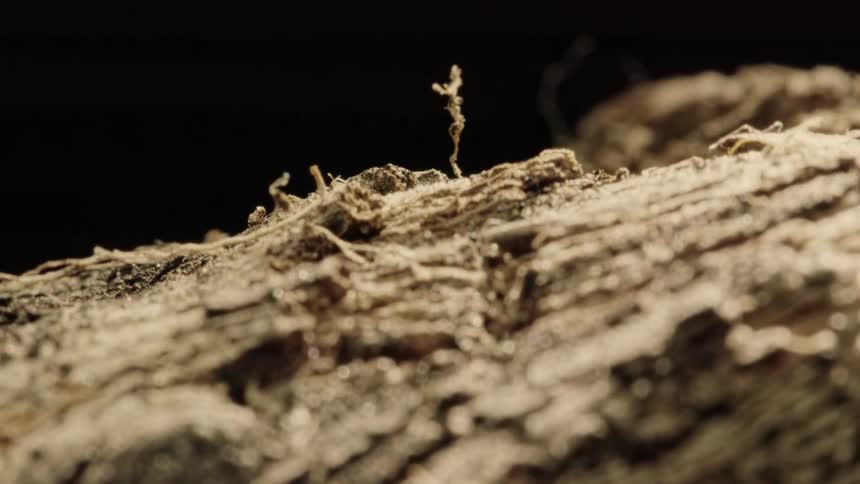 Extreme closeup of an old naturally weathered wooden log orbiting on a black background
