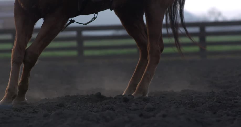 A horse turning in a fenced in area