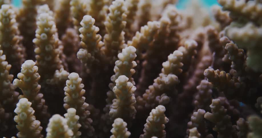 Closeup of coral with a blurred blue background