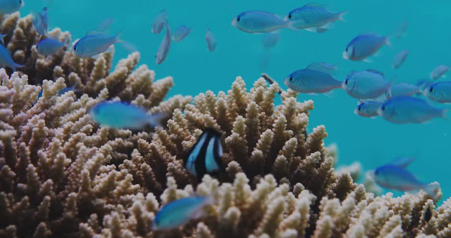 Group of fish swimming near coral