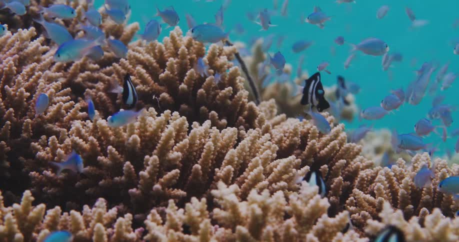 Underwater footage of a coral reef with colorful fish swimming around it