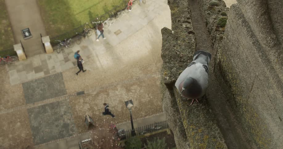 Dove walking on a cement planter in a square
