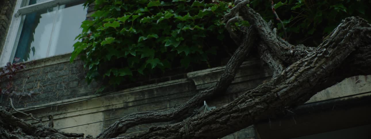 Exterior architecture of a suburban wall with trunk and foliage on the walls