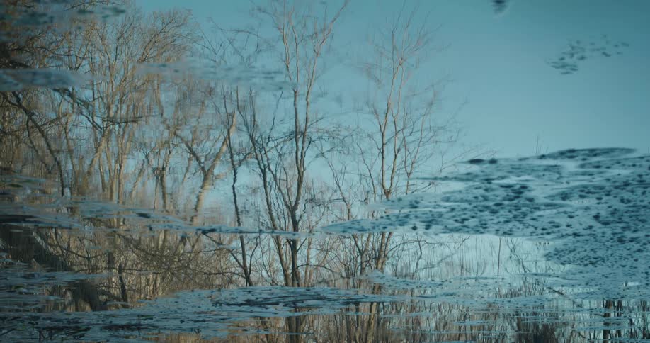 Natural landscape of a lake reflecting dry winter trees and a blue sky