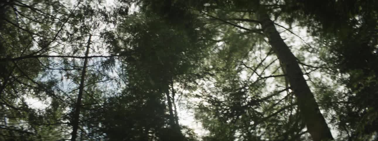 The sun shines in through the tree branches