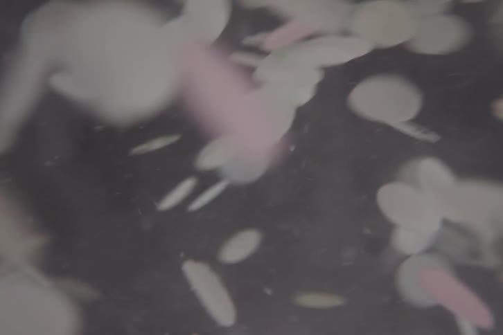 Close up of white and pink disks floating in water