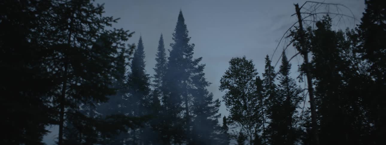 Silhouettes of trees in a forest at night