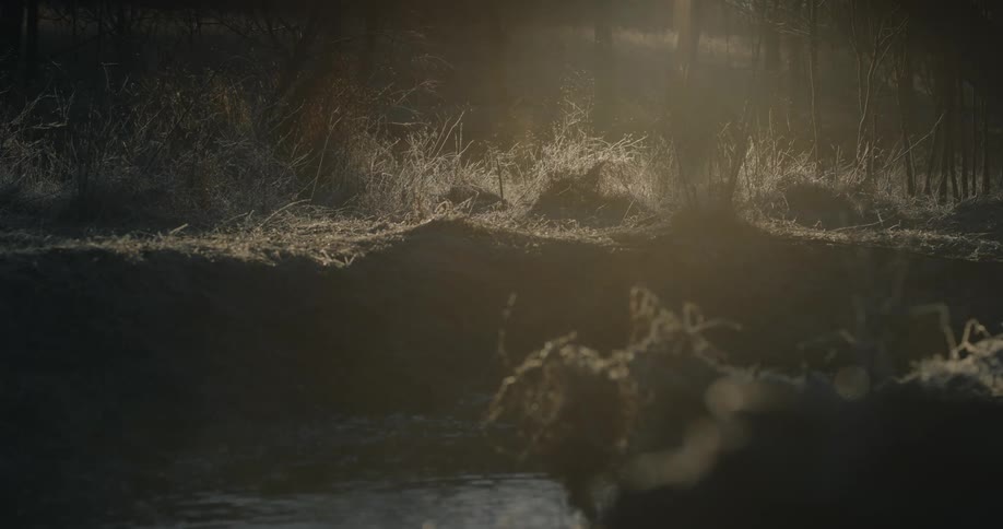 Steam rises from a river in the forest at morning