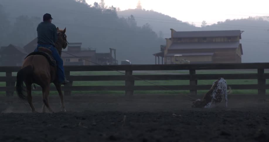 A man on a horse roping a calf