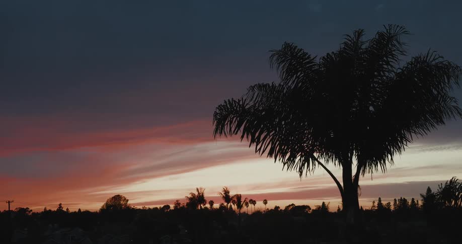 A silhouette of a single palm tree against a colorful sunset sky