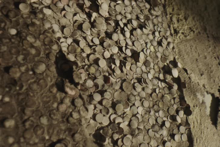 Close up of a torn brown surface with scattered disks