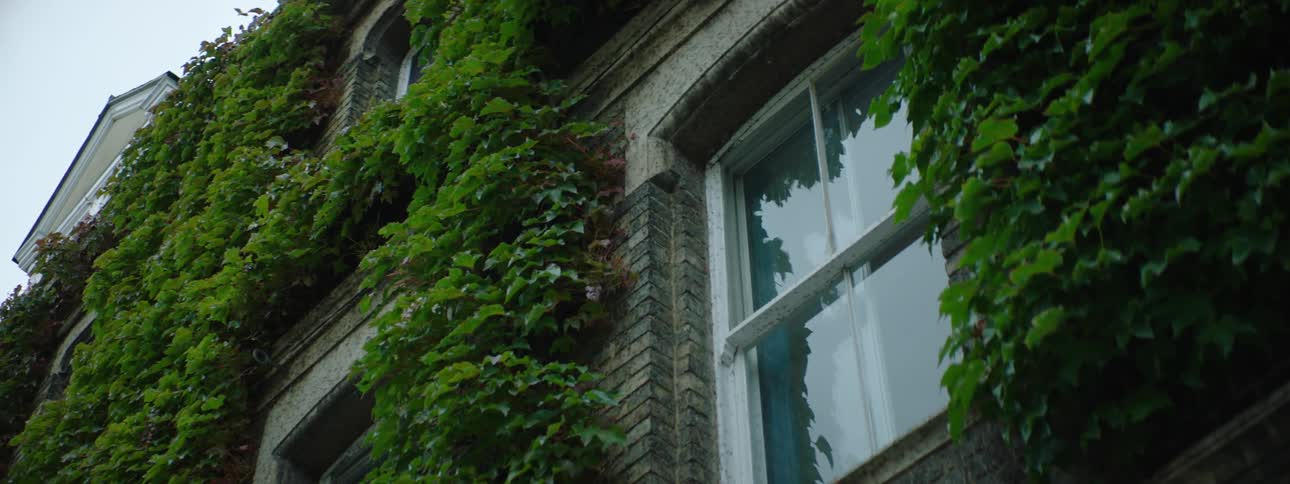 Exterior architecture of windows with plant on the walls of a residential house